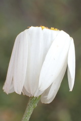 Phymaspermum leptophyllum