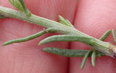 Phymaspermum leptophyllum