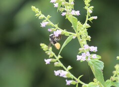 Leptorachis