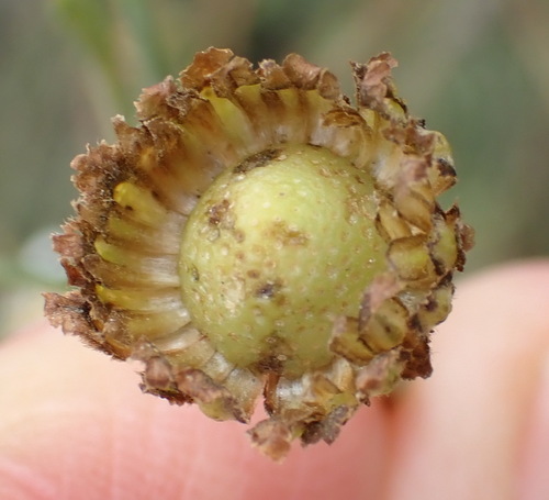 Image of Phymaspermum leptophyllum by (c) Nicola van Berkel, some rights reserved (CC BY-SA)