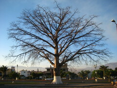 Ceiba