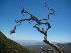 Guarianthe aurantiaca