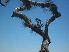 Guarianthe aurantiaca