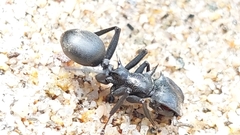 Cephalotes atratus
