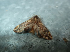 Ptilophora plumigera