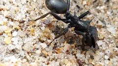 Cephalotes atratus