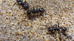 Cephalotes atratus