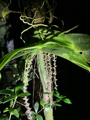 Peristeranthus hillii