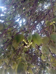 Ehretia latifolia
