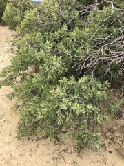 Quercus × undulata