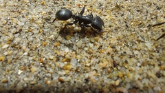 Cephalotes atratus