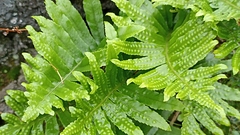 Polypodium macaronesicum azoricum