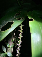 Peristeranthus hillii