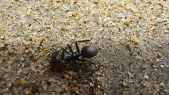 Cephalotes atratus