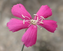 Dianthus basuticus fourcadei