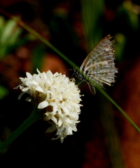 Leptotes pirithous