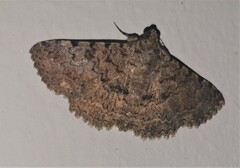 Polydesma umbricola