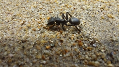 Cephalotes atratus