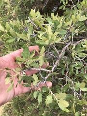 Quercus × undulata