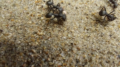Cephalotes atratus