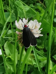 Ctenucha