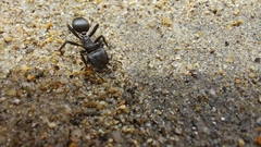 Cephalotes atratus