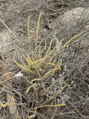 Crassula muscosa
