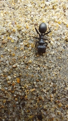 Cephalotes atratus