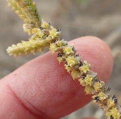 Crassula muscosa