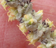 Crassula muscosa