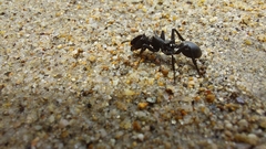 Cephalotes atratus