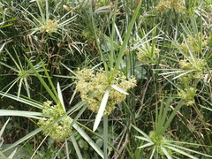 Cyperus textilis