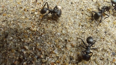 Cephalotes atratus