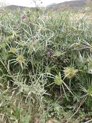 Cyperus textilis