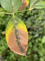 Diplocarpon