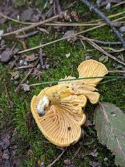 Cantharellus enelensis