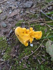 Cantharellus enelensis