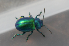 Chrysolina graminis