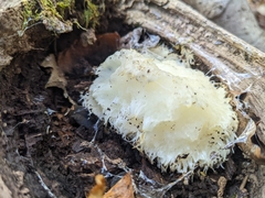 Hericium erinaceus