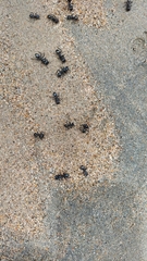 Cephalotes atratus