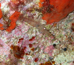Palaemon serratus