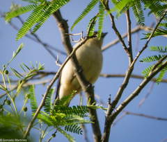 Pipraeidea melanonota