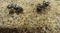 Cephalotes atratus