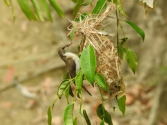 Ramsayornis modestus