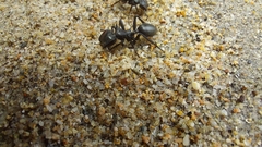 Cephalotes atratus