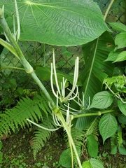 Piper umbellatum