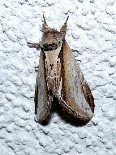Lesser Swallow Prominent