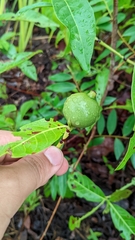 Diospyros inconstans