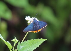 Chalypyge chalybea chloris
