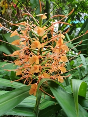 Hedychium coccineum
